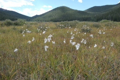 Eriophorum