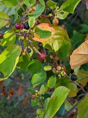 Rhamnaceae