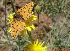 Melitaea didyma