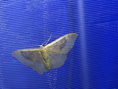 Idaea degeneraria
