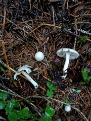 Inocybe geophylla