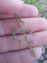 Poa compressa