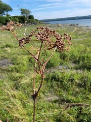 Cicuta maculata victorinii