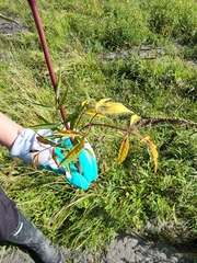 Cicuta maculata victorinii