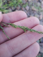 Poa compressa