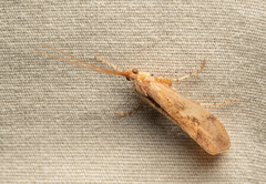 Limnephilus