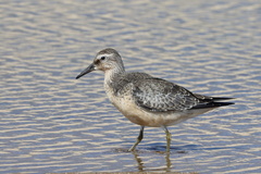 Calidris canutus