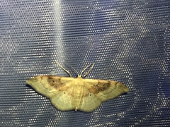 Idaea degeneraria