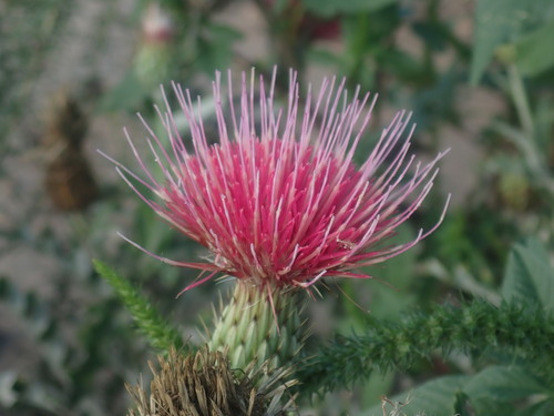 Image of Cirsium townsendii by no rights reserved