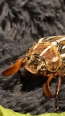 Polyphylla decemlineata