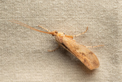 Limnephilus
