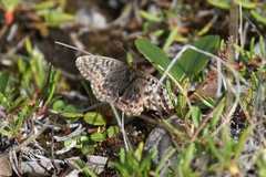 Boloria improba
