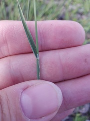 Poa compressa