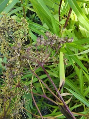 Cicuta maculata victorinii