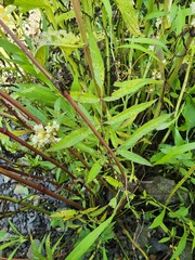 Cicuta maculata victorinii