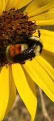 Bombus huntii