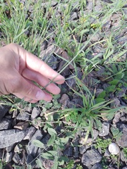 Poa compressa