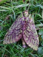 Aenetus virescens