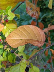 Rhamnaceae
