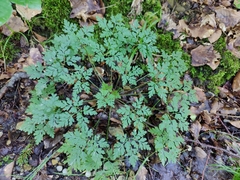 Geranium robertianum