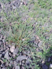 Poa compressa