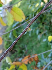 Rhamnaceae