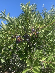 Prunus spinosa