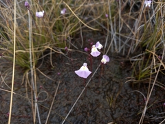 Utricularia livida