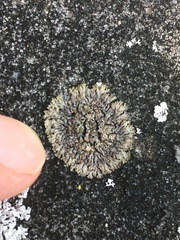 Phaeophyscia decolor