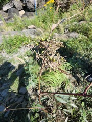 Cicuta maculata victorinii