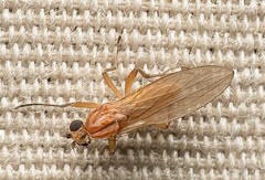 Lonchoptera bifurcata