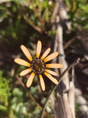 Ursinia