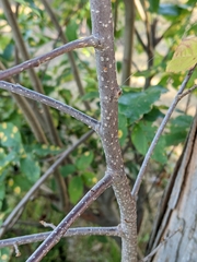 Rhamnaceae