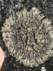 Phaeophyscia decolor