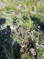 Cicuta maculata victorinii