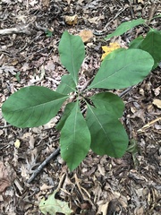 Chionanthus virginicus