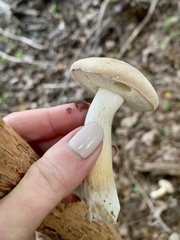 Leccinellum albellum