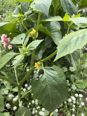 Physalis philadelphica