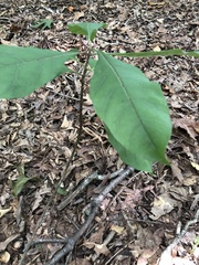 Chionanthus virginicus