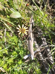 Ursinia