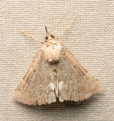 Hypena bijugalis
