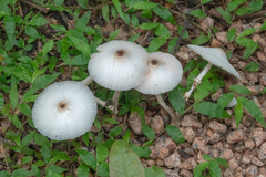 Leucocoprinus fragilissimus