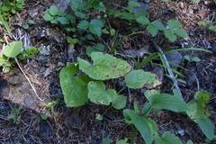 Arnica cordifolia