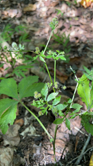 Sanicula canadensis