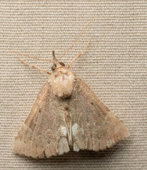 Hypena bijugalis