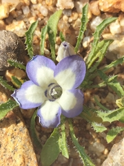 Wahlenbergia acaulis