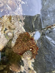 Steromphala umbilicalis