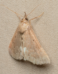 Hypena bijugalis