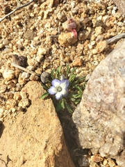 Wahlenbergia acaulis