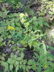 Solidago caesia